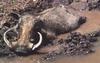 Warthog (Phacochoerus aethiopicus)  - mud bathing