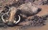 Warthog (Phacochoerus aethiopicus)  - mud bathing