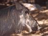 Warthog (Phacochoerus aethiopicus)