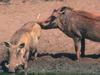 Warthogs (Phacochoerus aethiopicus)