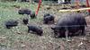 Feral Pigs(Sus scrofa var. domesticus)