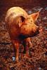 Feral Pig(Sus scrofa var. domesticus)