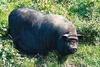 Feral Pig(Sus scrofa var. domesticus)