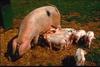 Piglet: Feral Pigs(Sus scrofa var. domesticus)