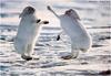 Arctic Hare (Lepus arcticus)  - fighting males