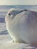 Arctic Hare (Lepus arcticus)