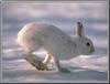 Arctic Hare (Lepus arcticus)