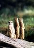 Meerkat (Suricata suricatta)  trio