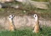 Meerkat (Suricata suricatta)  duo