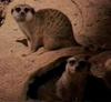 Meerkat (Suricata suricatta)