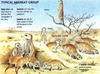 Meerkat (Suricata suricatta)  fact sheet