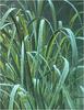 [Animal Art - Robert Bateman] Beach Grassand Tree Frog, 1991