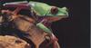 Red-eyed Tree Frog