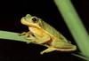 Green Tree Frog