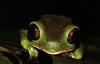 Tree Frog