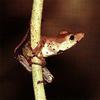 Tree Frog - What is this?
