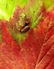 Tree Frog