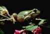 Tree Frog