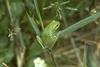 Tree Frog