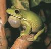 Tree Frog