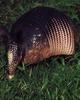 Armadillo