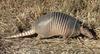 Armadillo