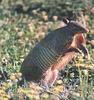 Armadillo