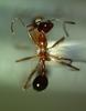 Ant