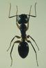 Ant
