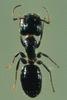 Ant