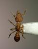 Ant