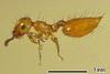 Ant
