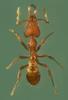 Ant