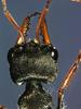 Ant