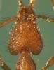 Ant