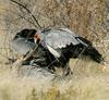 Secretarybird (Sagittarius serpentarius)