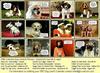 Calendar Dog Contest Results