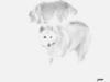 Some Great Ones; Some Wannabees - snow dog.jpg