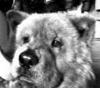 Dog - Lingling