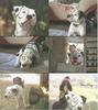 Movie star - Petey the Dog from Lil' Rascals