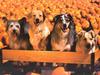 Cats and Dogs