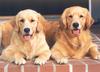 Cats and Dogs