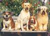 Cats and Dogs