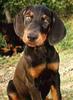 Doberman puppy