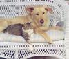 Wicker Pals - Cat and Dog