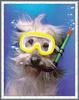 Snorkeling Dog :-)