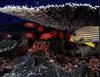 Reef Table Coral