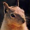 Squirrel Face