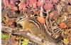 Chipmunk