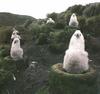 Albatross chicks